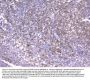 Anti-CD18 ITGB2 Antibody Picoband® (monoclonal, 1A3/2A10)