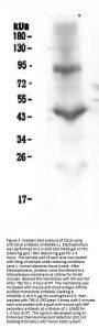 Anti-CD18 ITGB2 Antibody Picoband® (monoclonal, 1A3/2A10)