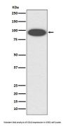 Anti-CD18 ITGB2 Rabbit Monoclonal Antibody
