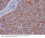 Anti-Mitofusin 2 MFN2 Rabbit Monoclonal Antibody