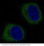 Anti-Mitofusin 2 MFN2 Rabbit Monoclonal Antibody