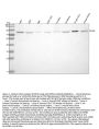 Anti-Mitofusin 2 MFN2 Rabbit Monoclonal Antibody