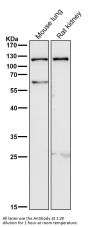 Anti-TLR5 Rabbit Monoclonal Antibody