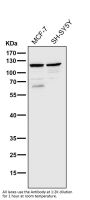 Anti-TLR5 Rabbit Monoclonal Antibody