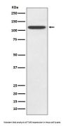 Anti-TLR5 Rabbit Monoclonal Antibody