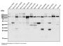 Anti-OGT Monoclonal Antibody