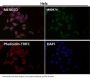 Anti-OGT Monoclonal Antibody