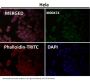 Anti-OGT Monoclonal Antibody