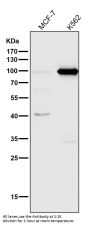 Anti-DGCR8 Rabbit Monoclonal Antibody