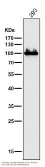 Anti-DGCR8 Rabbit Monoclonal Antibody