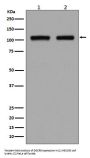 Anti-DGCR8 Rabbit Monoclonal Antibody