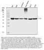 Anti-EIF3e Antibody Picoband® (monoclonal, 10F5H6)