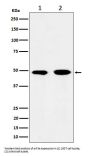 Anti-eIF3e Rabbit Monoclonal Antibody