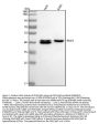 Anti-PDX1/Ipf1 Rabbit Monoclonal Antibody