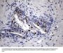 Anti-RUNX3 Mouse Monoclonal Antibody [Clone ID: OTI2G1]