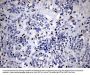Anti-RUNX3 Mouse Monoclonal Antibody [Clone ID: OTI2G1]