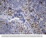 Anti-RUNX3 Mouse Monoclonal Antibody [Clone ID: OTI2G1]
