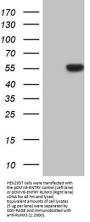 Anti-RUNX3 Mouse Monoclonal Antibody [Clone ID: OTI2G1]