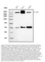 Anti-Filamin A/FLNA Antibody Picoband® (monoclonal, 3F8)