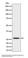 Anti-Adiponectin Rabbit Monoclonal Antibody