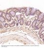 Anti-CDK5 Rabbit Monoclonal Antibody