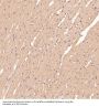 Anti-CDK5 Rabbit Monoclonal Antibody