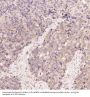 Anti-CDK5 Rabbit Monoclonal Antibody
