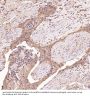 Anti-CDK5 Rabbit Monoclonal Antibody