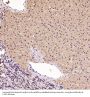 Anti-CDK5 Rabbit Monoclonal Antibody
