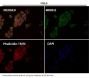 Anti-CDK5 Rabbit Monoclonal Antibody