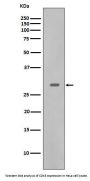 Anti-CDK5 Rabbit Monoclonal Antibody