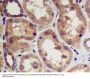 Anti-CDK5 Rabbit Monoclonal Antibody