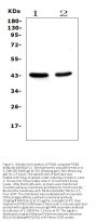 Anti-PON1 Antibody Picoband® (monoclonal, 6B1)