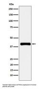 Anti-PON1 Rabbit Monoclonal Antibody