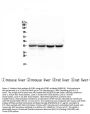 Anti-PON1 Antibody Picoband® (monoclonal, 9D3)