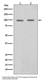 Anti-STAT6 Rabbit Monoclonal Antibody