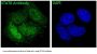 Anti-STAT6 Rabbit Monoclonal Antibody