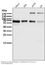 Anti-Atg16L1/Atg16 Rabbit Monoclonal Antibody