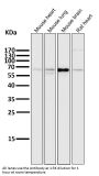Anti-Atg16L1/Atg16 Rabbit Monoclonal Antibody
