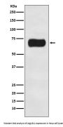 Anti-Atg16L1/Atg16 Rabbit Monoclonal Antibody