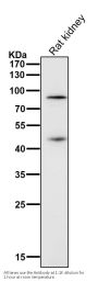 Anti-Gli1 Rabbit Monoclonal Antibody