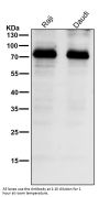 Anti-Gli1 Rabbit Monoclonal Antibody