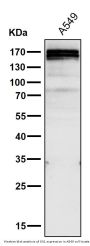 Anti-Gli1 Rabbit Monoclonal Antibody