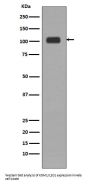 Anti-KDM1/LSD1 KDM1A Rabbit Monoclonal Antibody