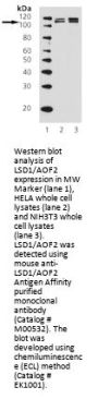 Anti-LSD1/AOF2 KDM1A Antibody (Monoclonal, 1B2F2)