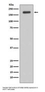 Anti-ErbB (HER3) Rabbit Monoclonal Antibody
