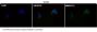 Anti-Androgen Receptor AR Rabbit Monoclonal Antibody
