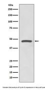 Anti-Cyclin E1 CCNE1 Rabbit Monoclonal Antibody