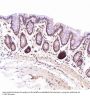 Anti-CD45 PTPRC Rabbit Monoclonal Antibody