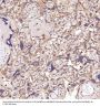 Anti-CD45 PTPRC Rabbit Monoclonal Antibody